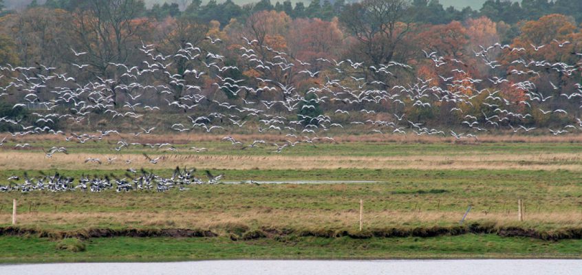 Come and see the Barnacle Geese in Caerlaverock